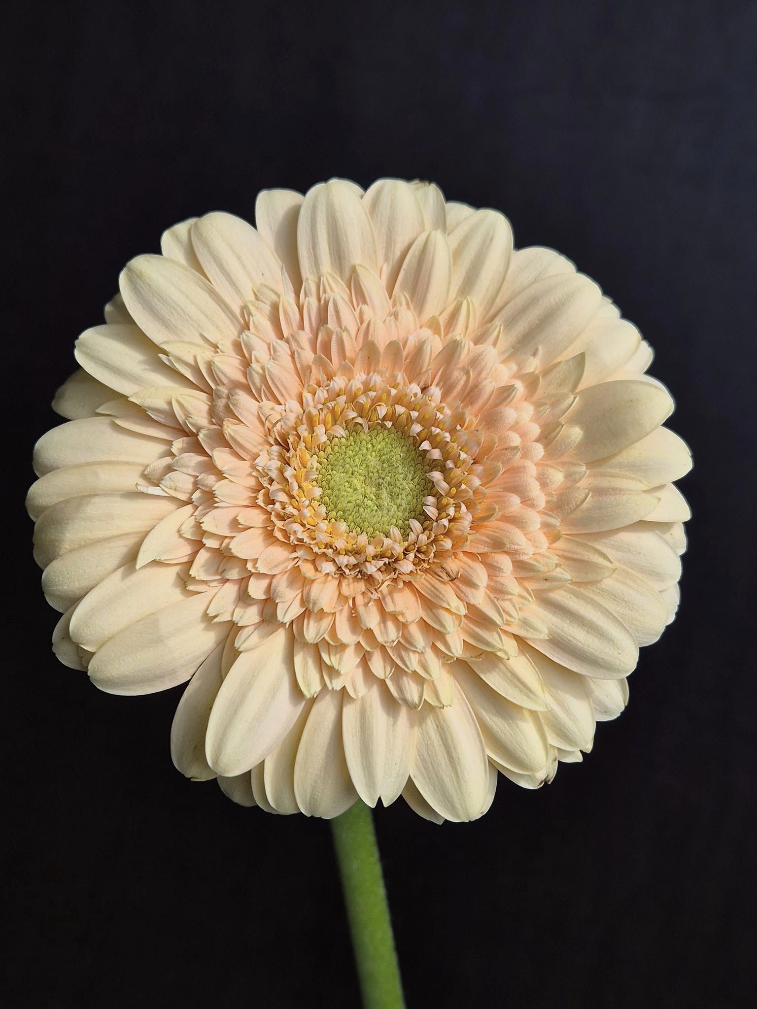 Salmon Gerbera Flower